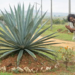Desmond Nazareth and an Indian Agave plant.